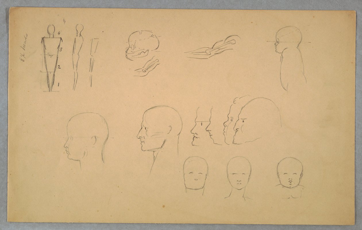 Teckning, Anatomiska studier, 1865-70 av Frederic Edwin Church