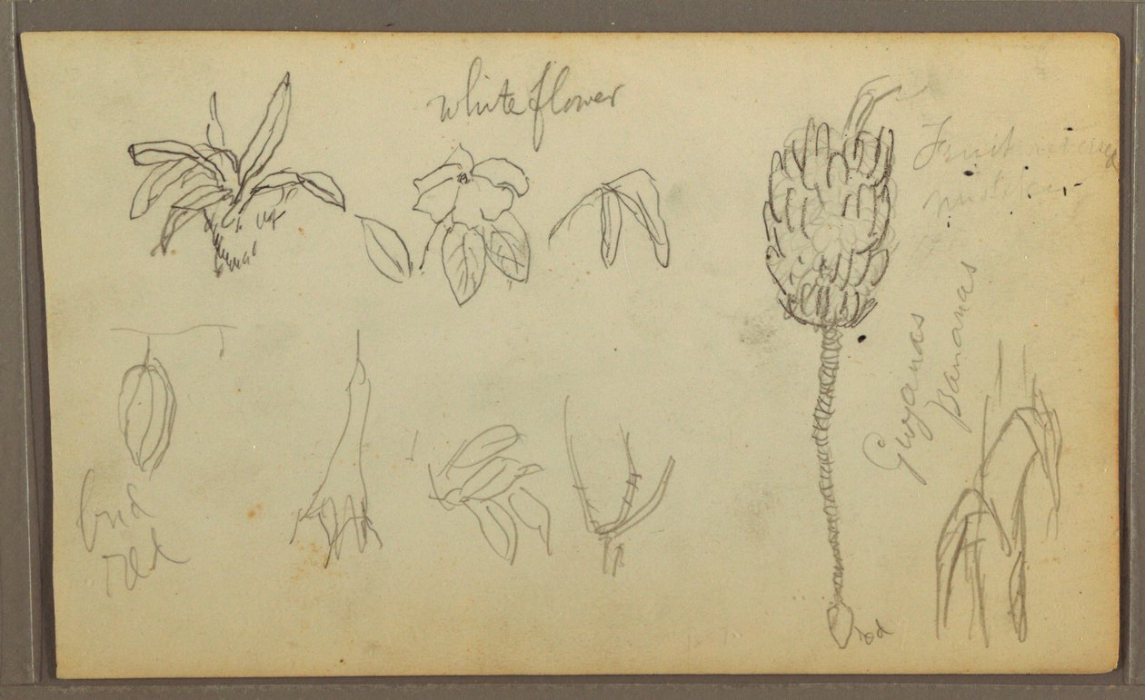 Teckning, Botaniska skisser, 1857 av Frederic Edwin Church