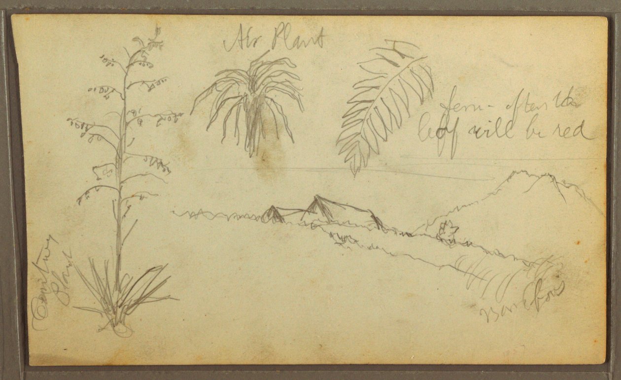 Teckning, Botaniska skisser, 1857 av Frederic Edwin Church