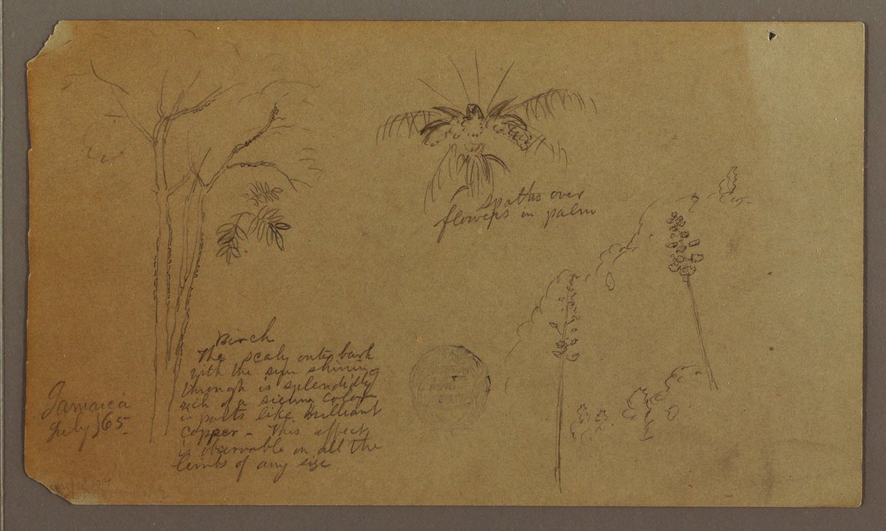 Teckning, Botaniska skisser, juli 1865 av Frederic Edwin Church