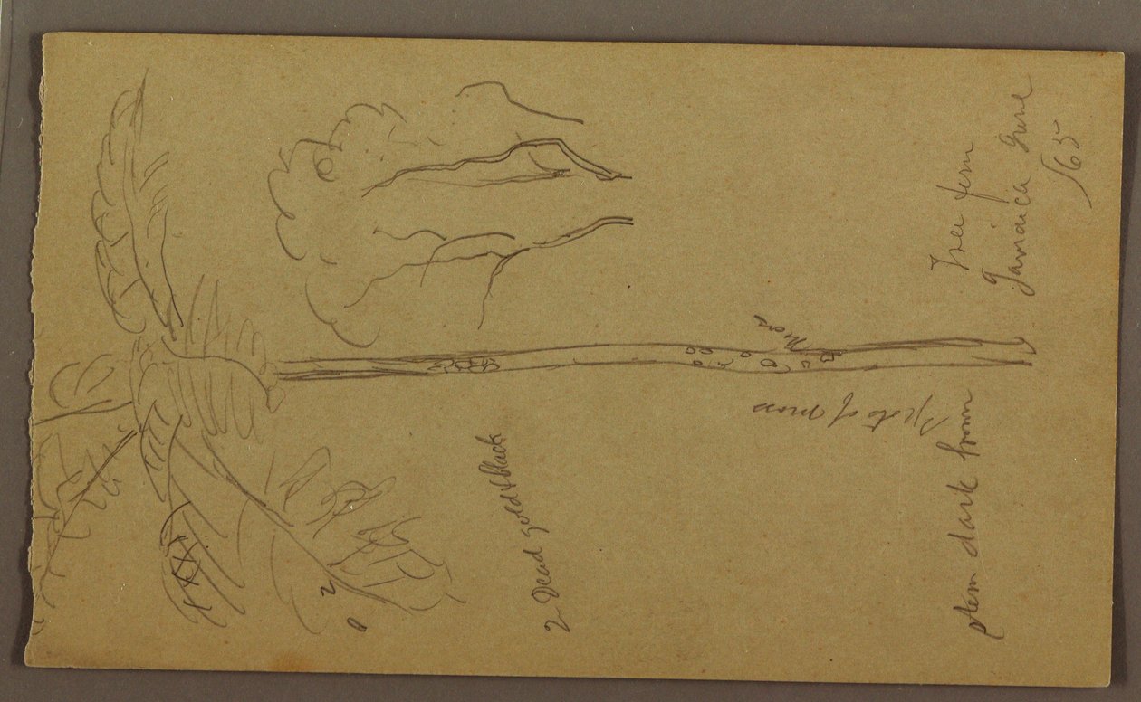 Teckning, Botaniska skisser, juni 1865 av Frederic Edwin Church
