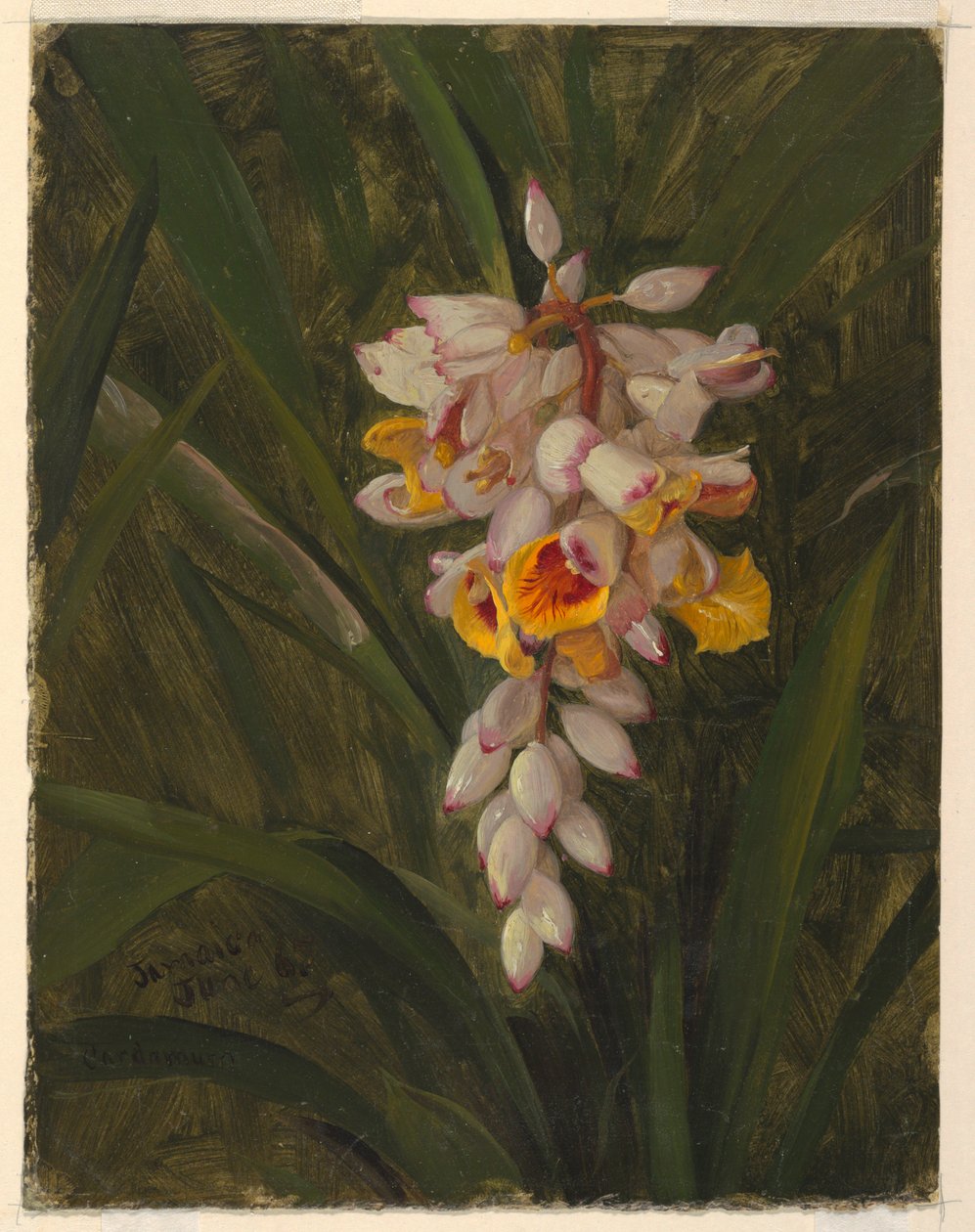 Teckning, "Cardamum", 1865 av Frederic Edwin Church