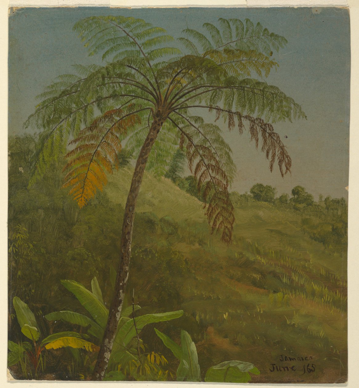 Teckning, Palmträd, Jamaica, juni 1865 av Frederic Edwin Church
