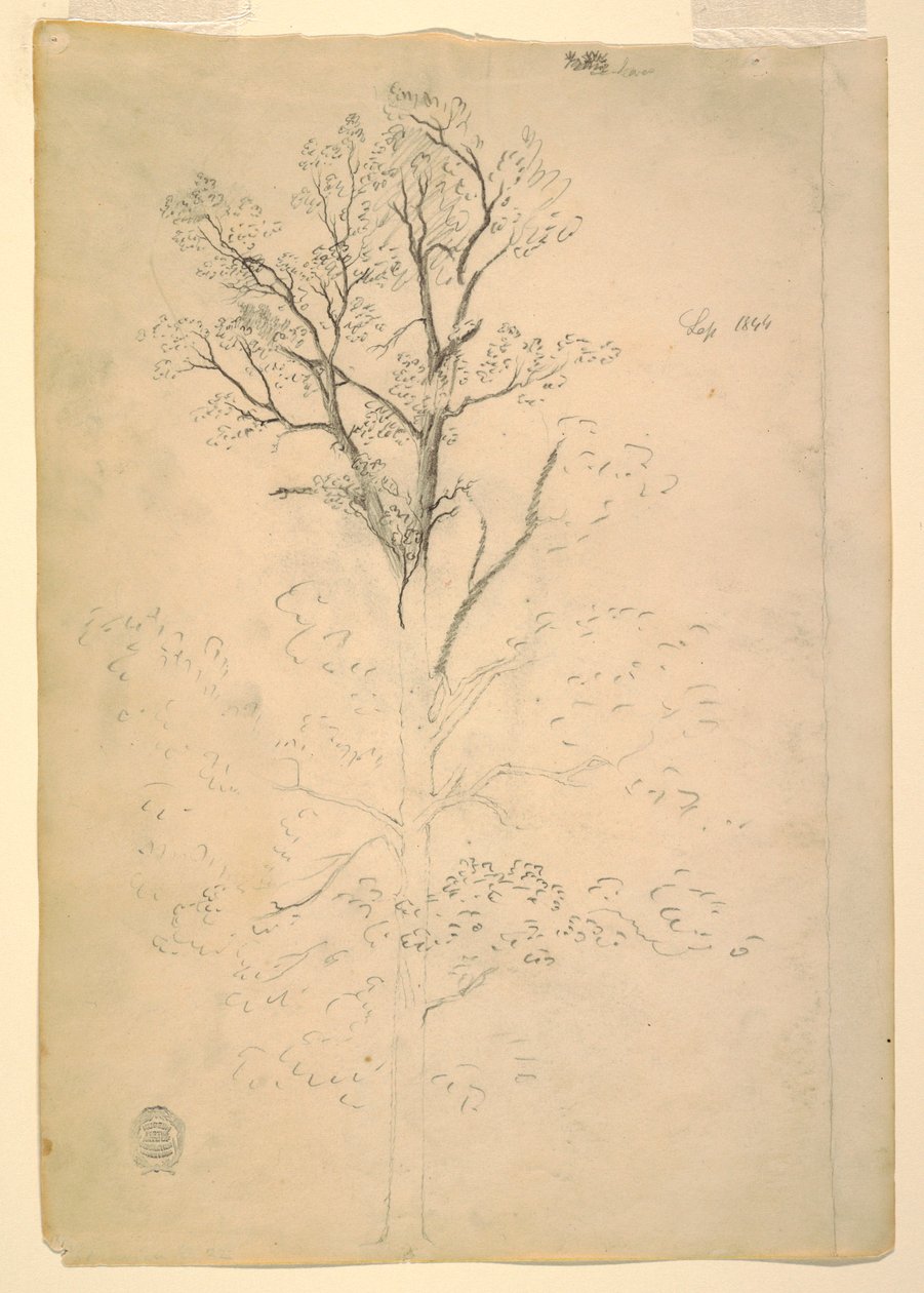 Teckning, Träd, september 1844 av Frederic Edwin Church