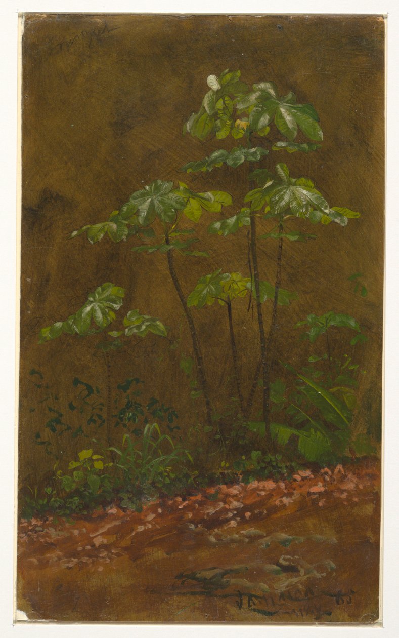Teckning, "Trumpet Tree", maj 1865 av Frederic Edwin Church