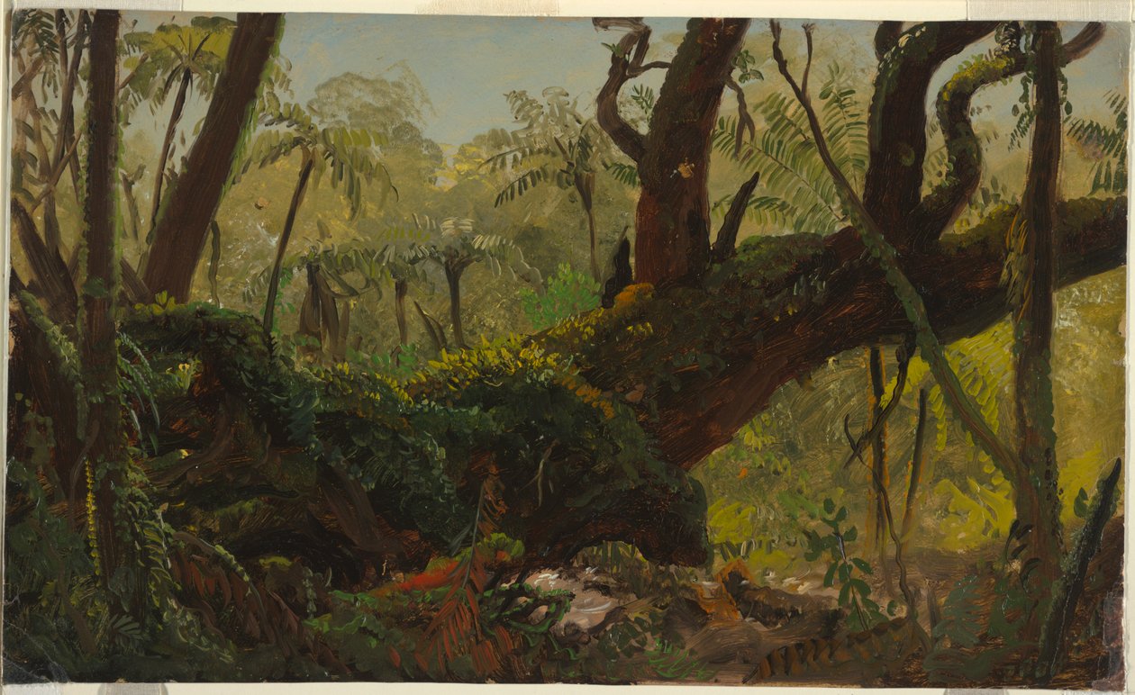 Regnskogen, Jamaica av Frederic Edwin Church