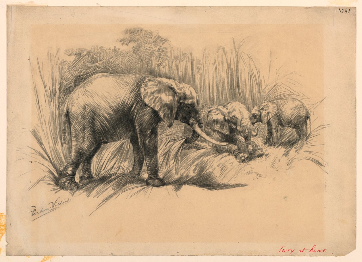 Elfenben hemma av Frederic Villiers