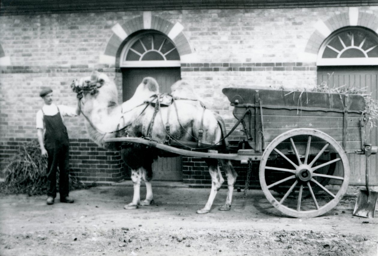 En baktrisk kamel som drar en dyngavagn på London Zoo, 1913 av Frederick William Bond