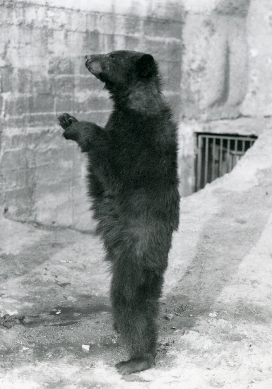En svartbjörn som står upprätt i sin inhägnad på Mappin Terraces i London Zoo 1921 (svartfoto). av Frederick William Bond