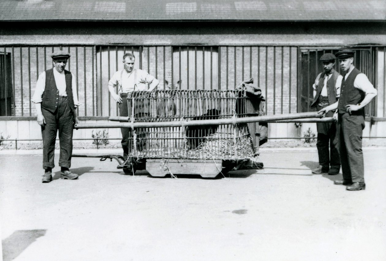 En svart leopard transporteras i en bur av djurskötare i London Zoo, juni 1922. av Frederick William Bond
