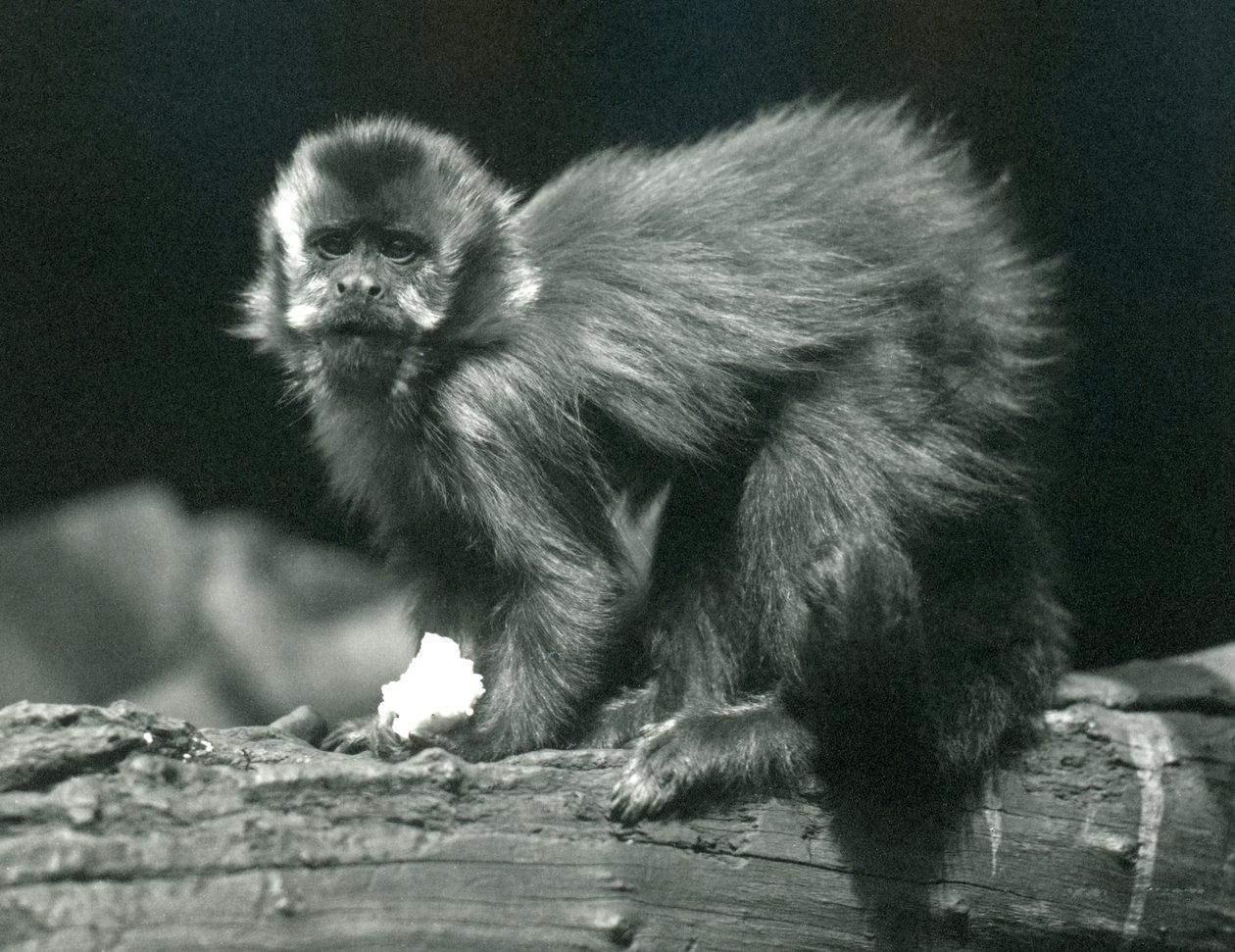En brun eller tuftad kapuciner på London Zoo, juli 1914 av Frederick William Bond