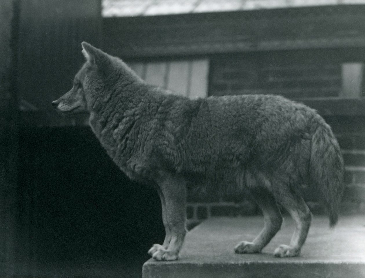 En prärievarg i London Zoo, oktober 1920 av Frederick William Bond