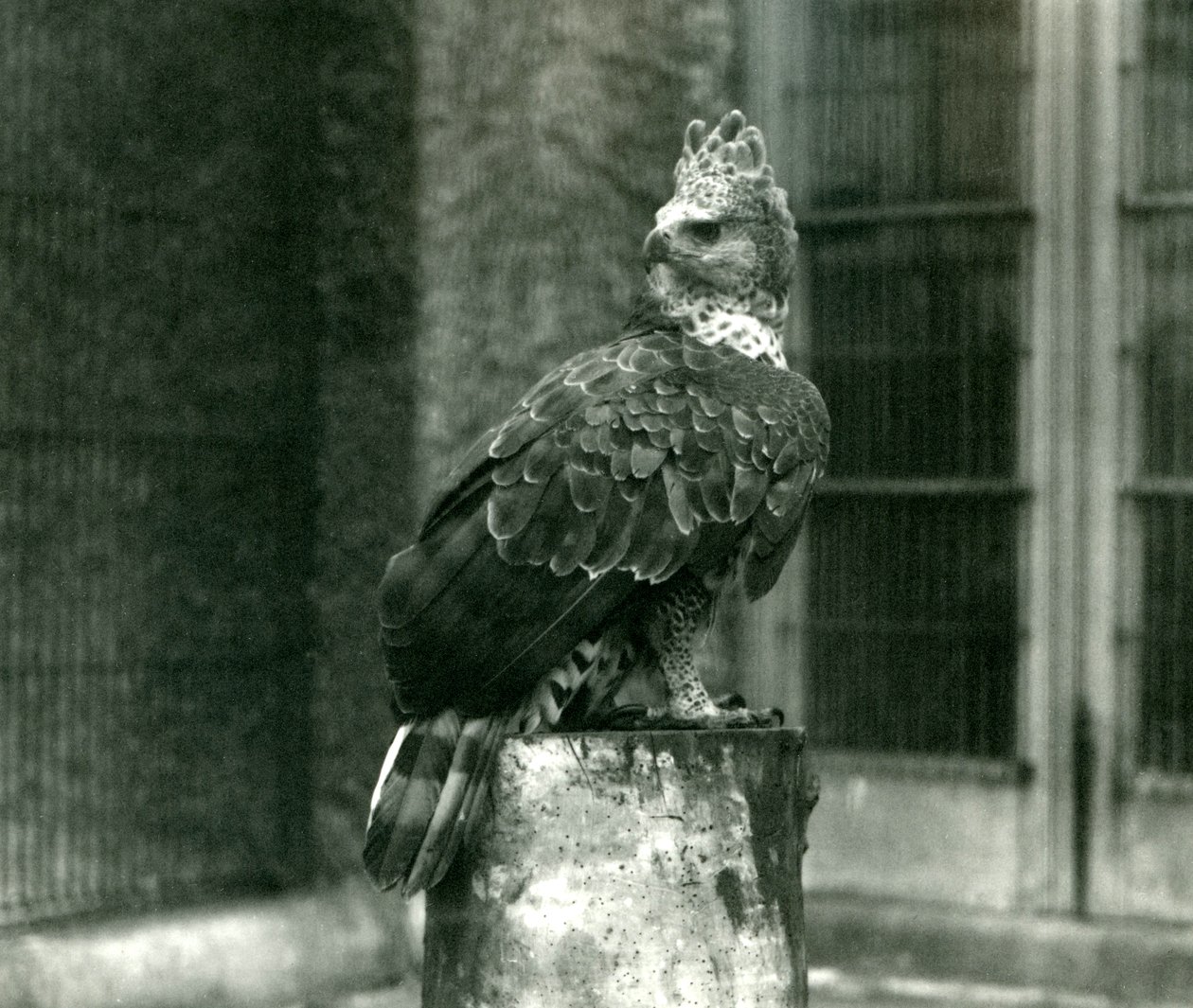 En krönt örn på London Zoo, juni 1922 av Frederick William Bond