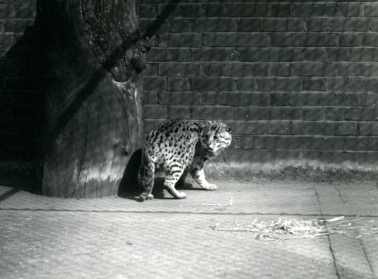 En fiskekatt på London Zoo, juli 1921 av Frederick William Bond