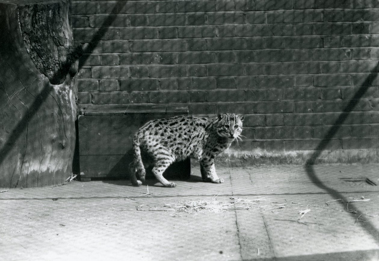 En fiskande katt i London Zoo, juli 1921 av Frederick William Bond