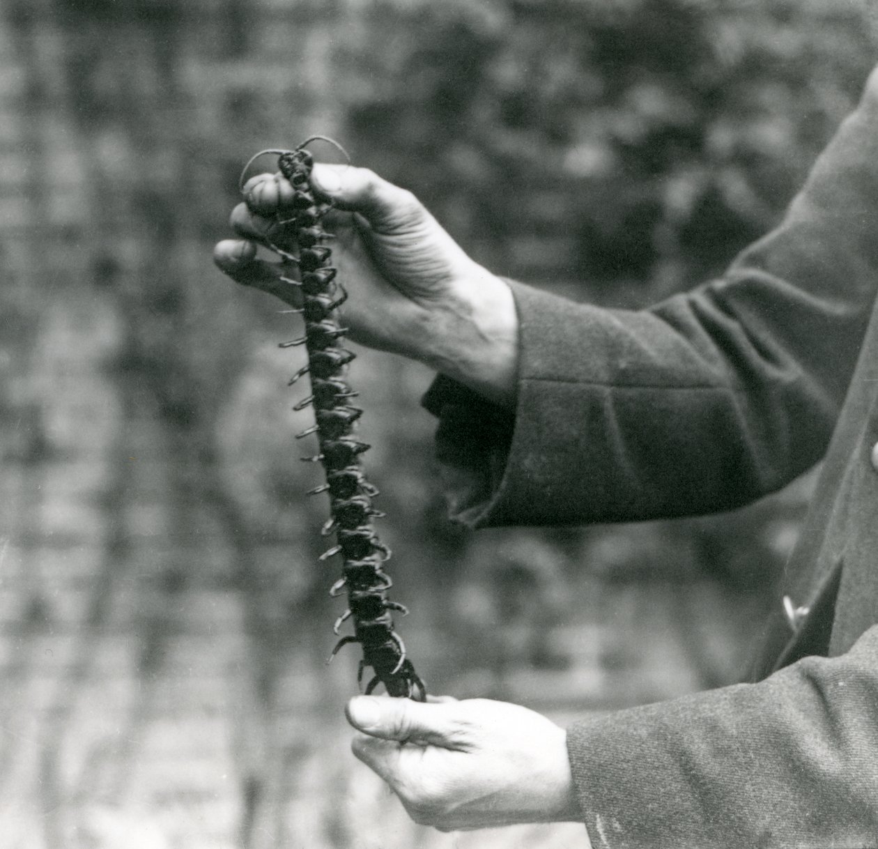 En jättelik tusenfot hålls försiktigt upp av sin skötare, London Zoo, 1923 (svart fotografi). av Frederick William Bond