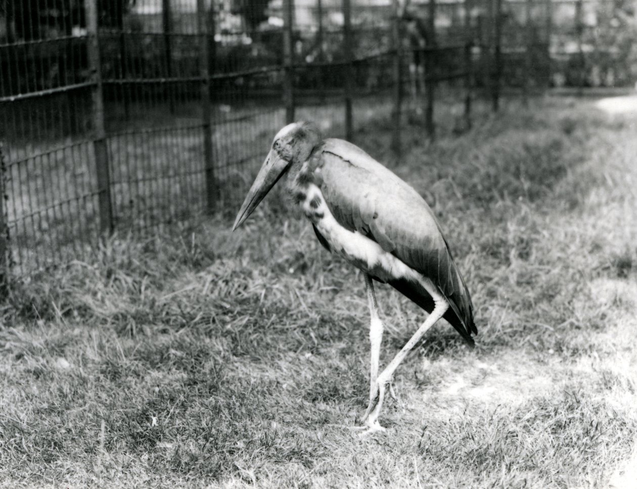 En javansk adjutant i London Zoo, september 1923 (svart foto) av Frederick William Bond