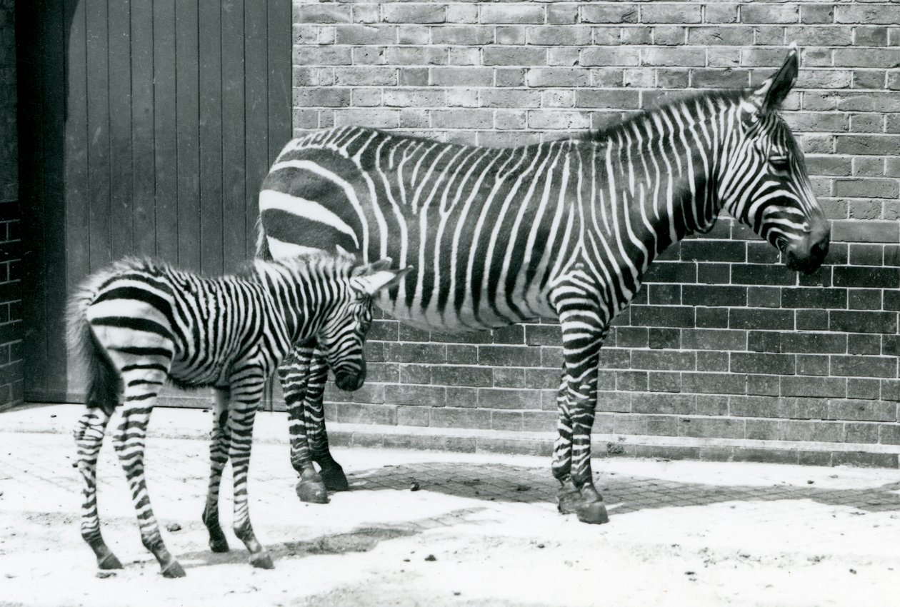 En bergszebra med sitt hybridföl (Chapman