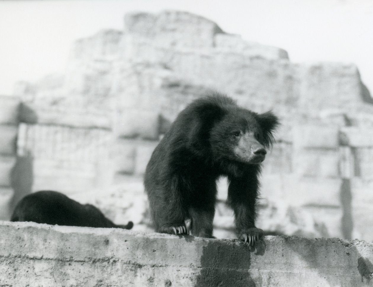 En sengångare tittar ner från sin inhägnad framför Mappin Terraces, London Zoo, september 1914 (vw-foto). av Frederick William Bond