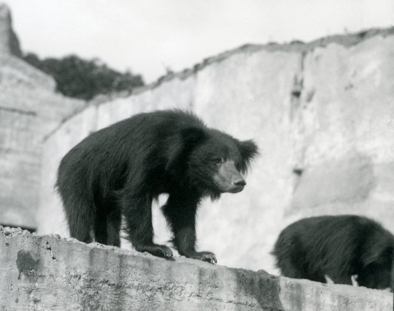En sengångare tittar ner från sin inhägnad framför Mappin Terraces, London Zoo, september 1914 (vw-foto). av Frederick William Bond