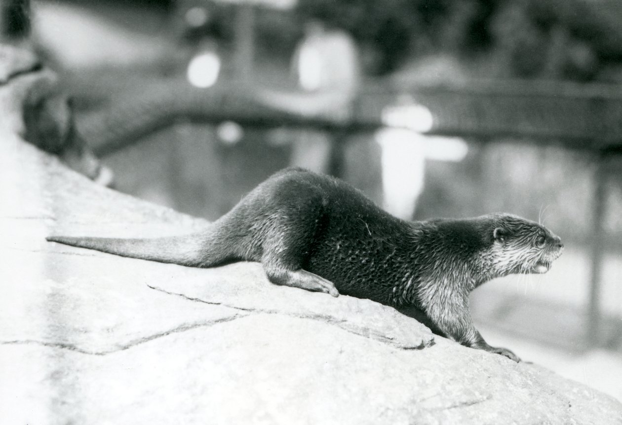 En småklorad utter på London Zoo, augusti 1913 av Frederick William Bond