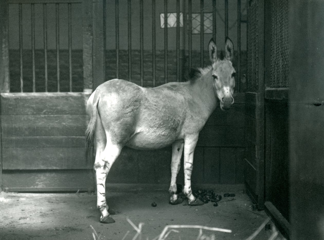 En somalisk vildröv på London Zoo, 1915. Somali Wild Ass är en utrotningshotad underart av African Wild Ass. av Frederick William Bond
