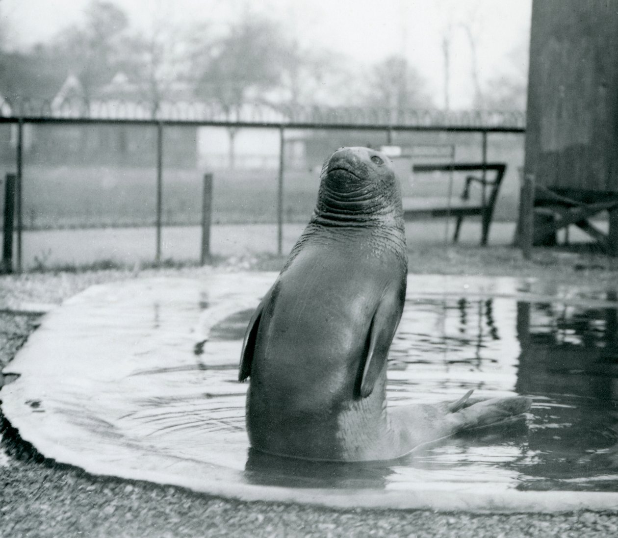 En sydlig elefantsäl i London Zoo, januari 1912 av Frederick William Bond