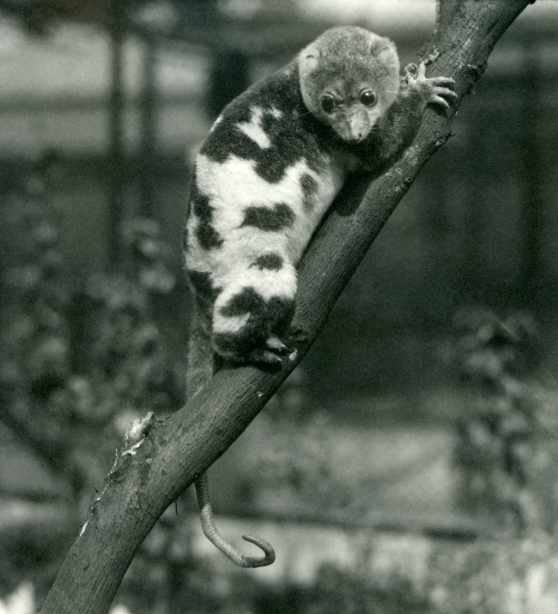 En spotted cuscus tittar ner från en gren i London Zoo, september 1914. av Frederick William Bond