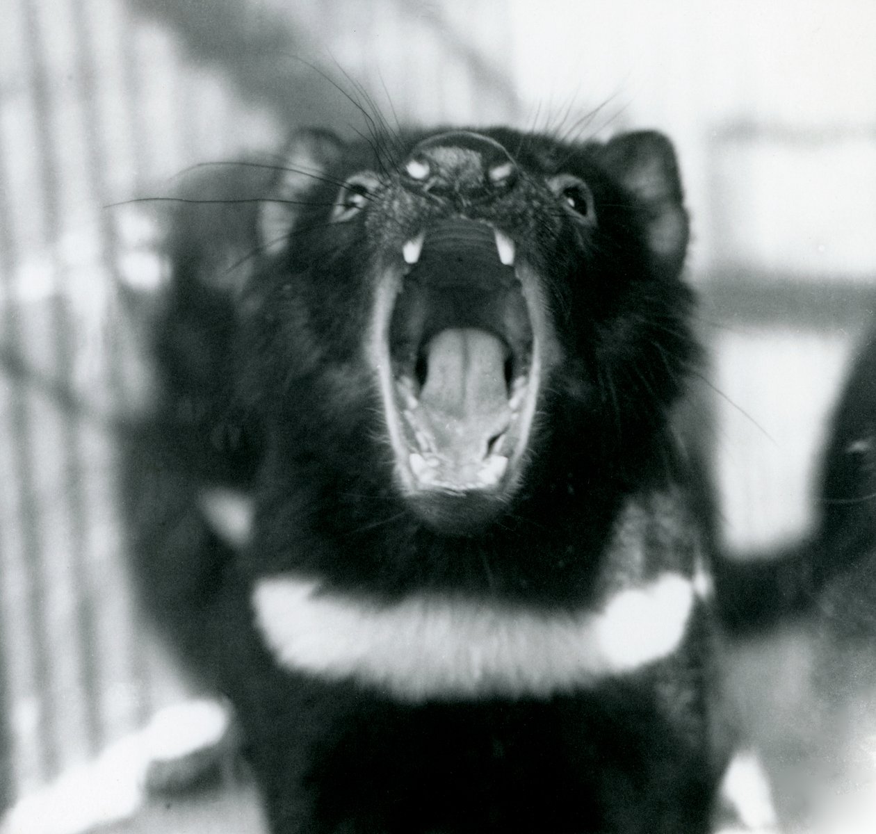 En Tasmansk djävul på London Zoo, september 1914 av Frederick William Bond