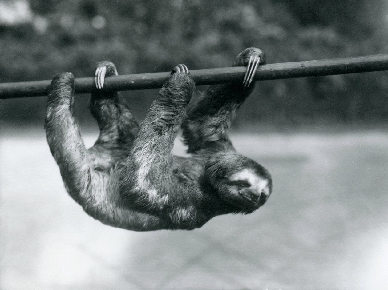 En tretåig sengångare tar sig långsamt fram längs en stolpe i London Zoo, ca 1913. av Frederick William Bond