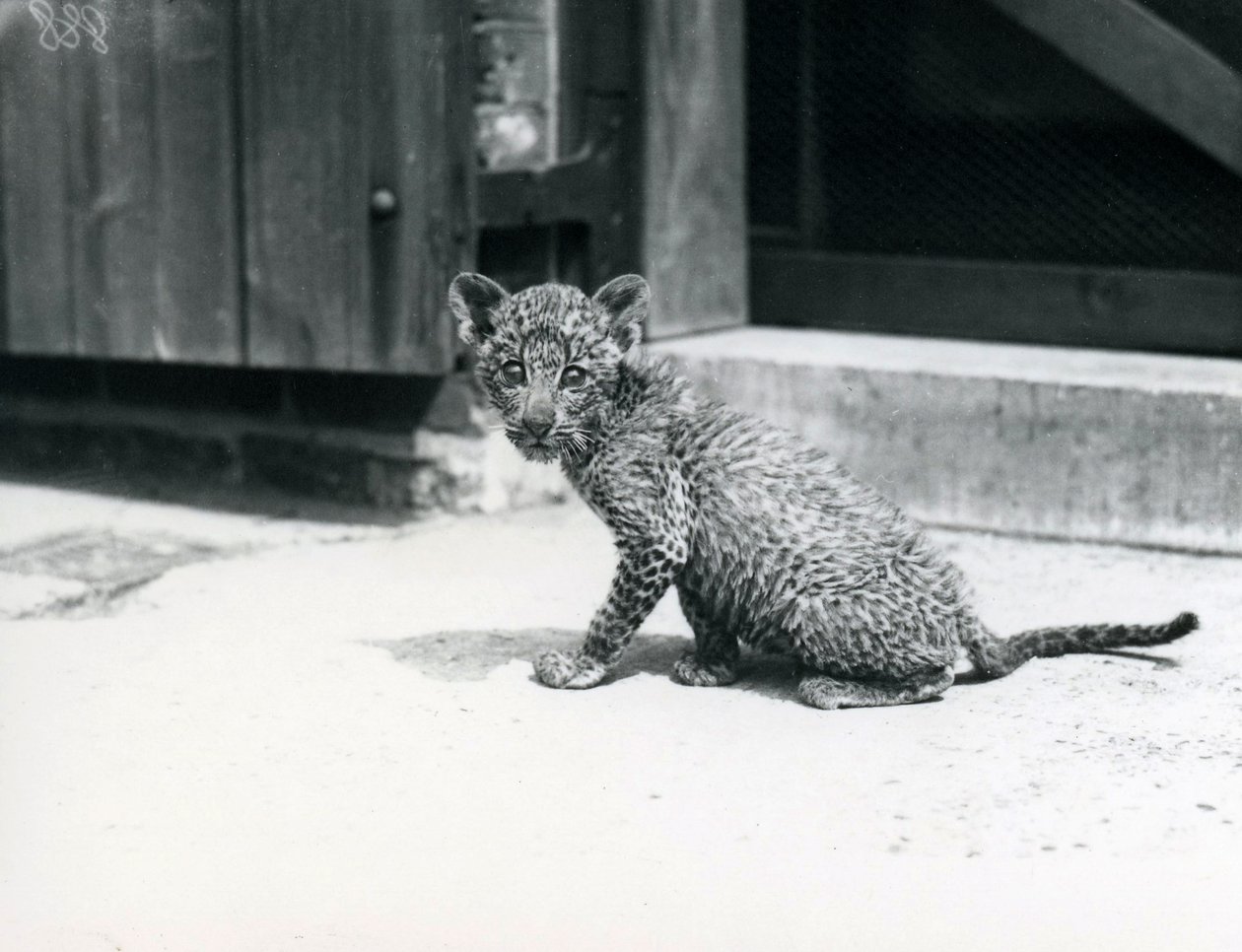 En leopardunge i London Zoo, juni 1915 av Frederick William Bond