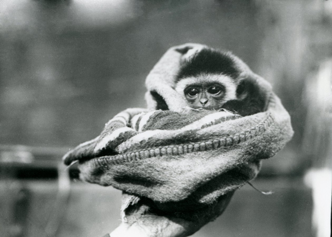 En gibbonunge lindad i en filt och hållen i en hand på London Zoo, juni 1922. av Frederick William Bond