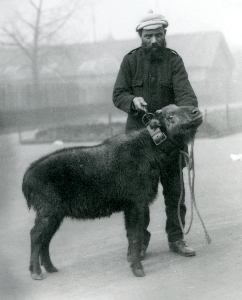 En kvinnlig takin, även känd som sämskskinn eller gnu-get med hanterare, London Zoo, april 1923 (bw-foto) av Frederick William Bond