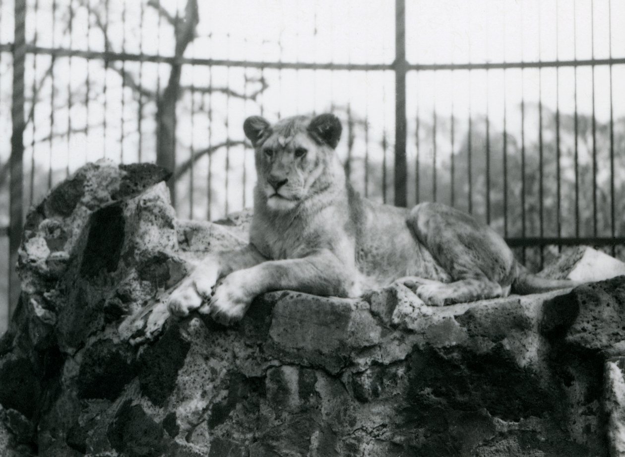En lejoninna ligger på en vägg i sin inhägnad i London Zoo 1923 (svartvitt foto). av Frederick William Bond