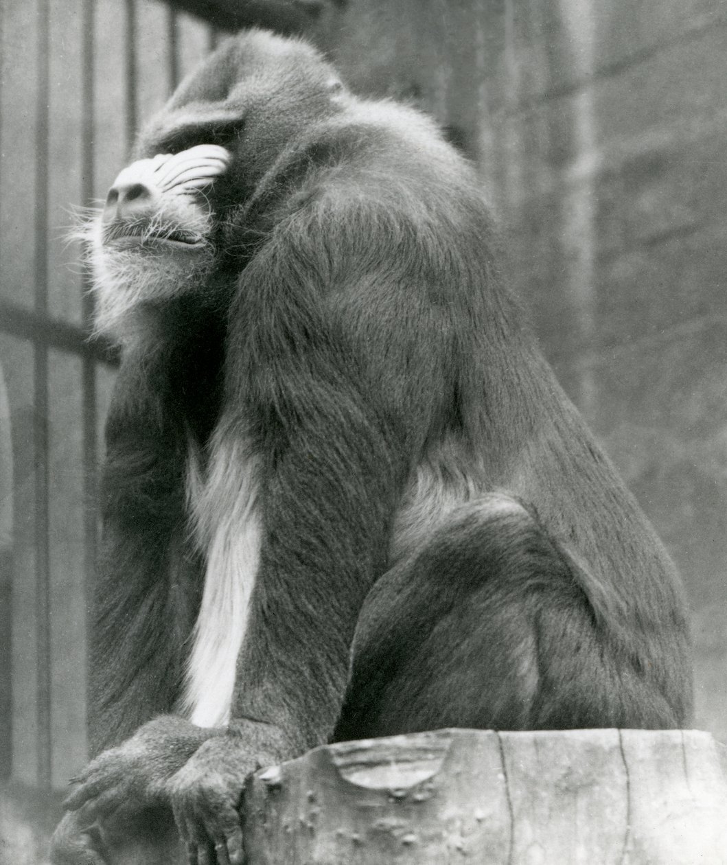 Mandrill George hane som sitter på en stock i sin inhägnad, London Zoo, augusti 1923 (svart foto). av Frederick William Bond