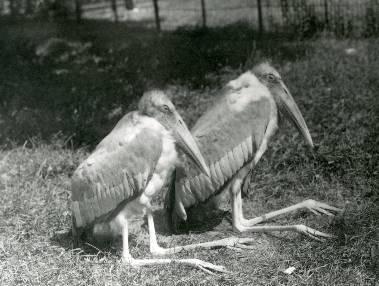 Ett par adjutantstorkar från Indien sitter i London Zoo, september 1923 (svartvitt foto). av Frederick William Bond