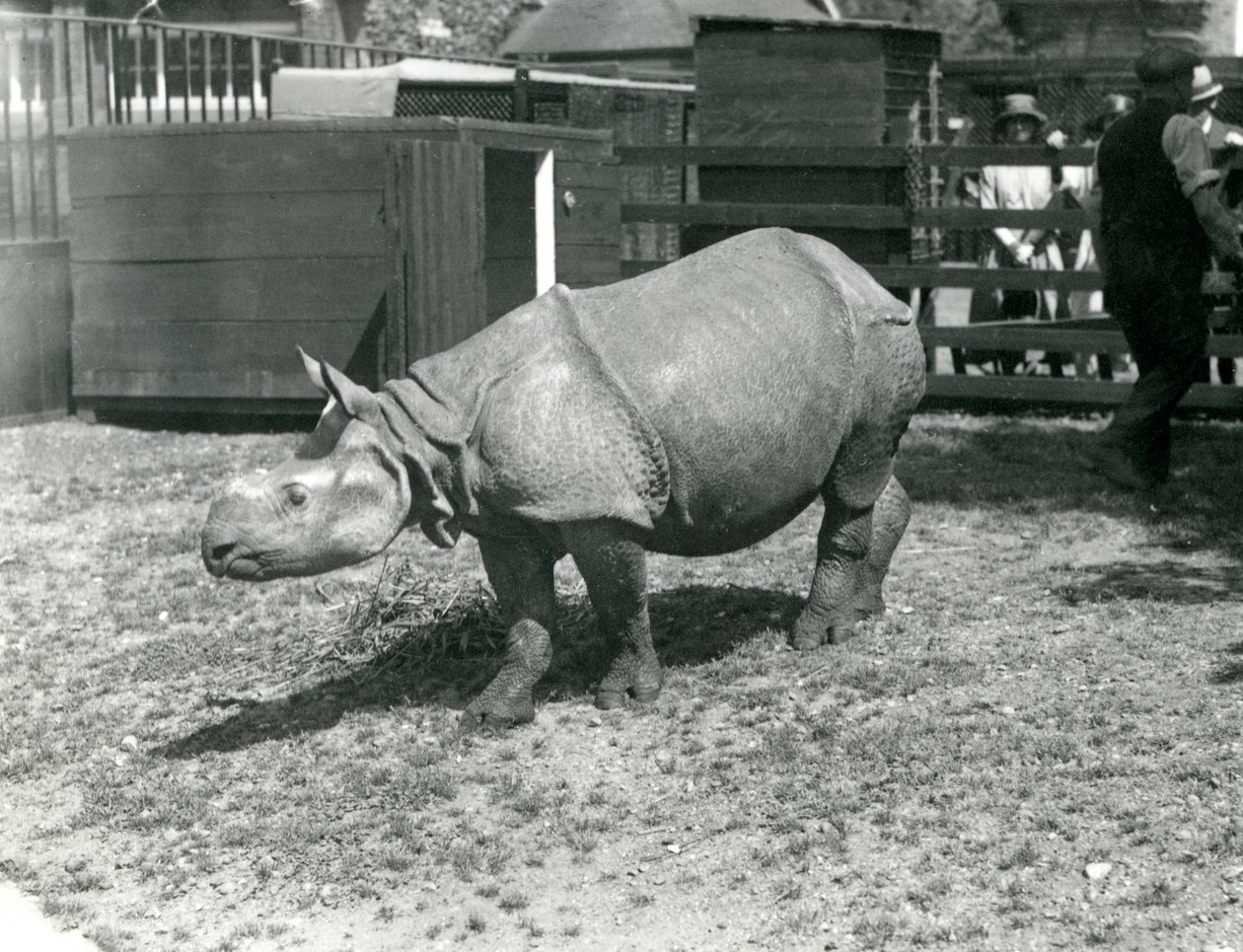 En ung indisk noshörning på London Zoo, juni 1922 av Frederick William Bond