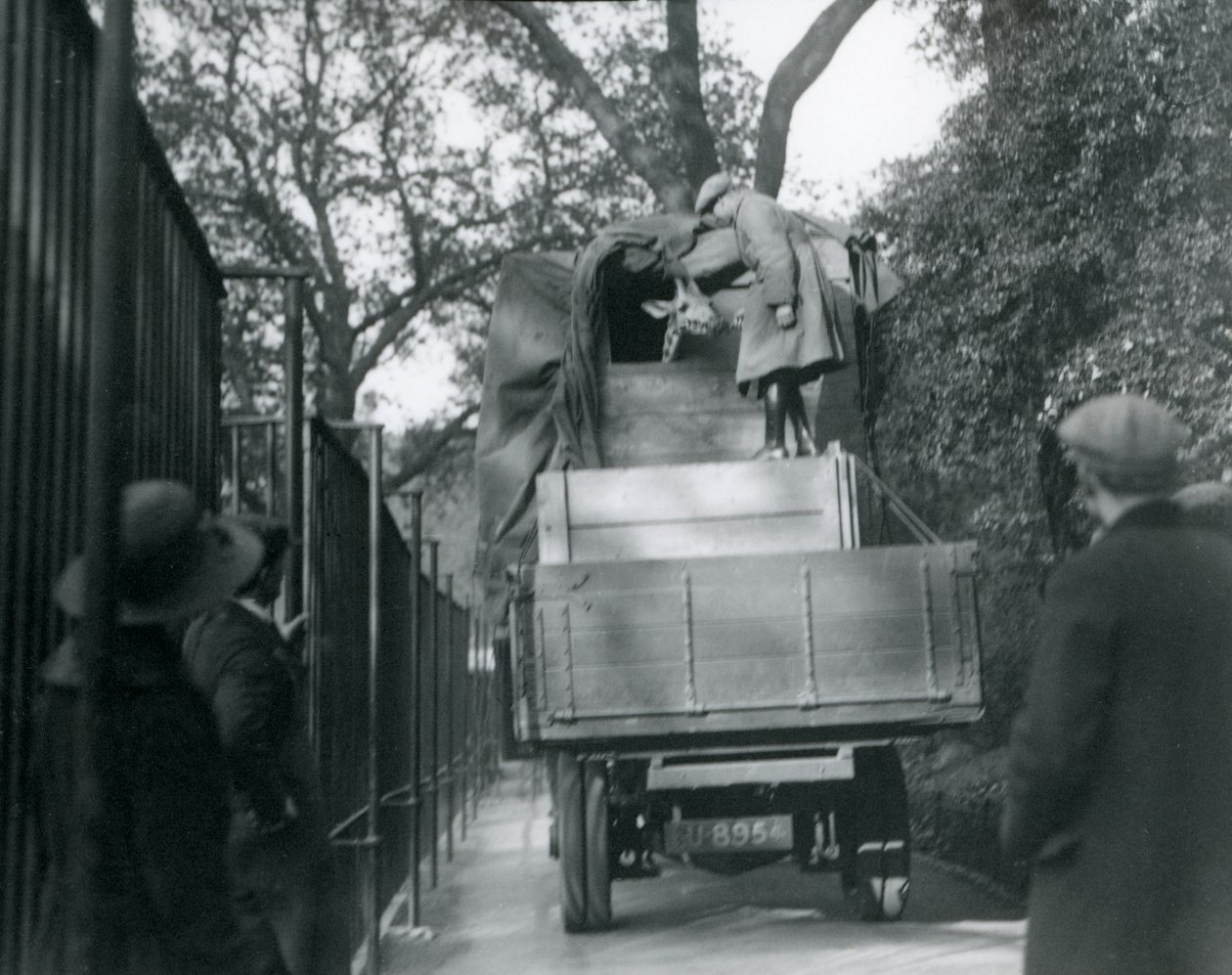 En ung giraff anländer till London Zoo, maj 1923 (bw-foto) av Frederick William Bond