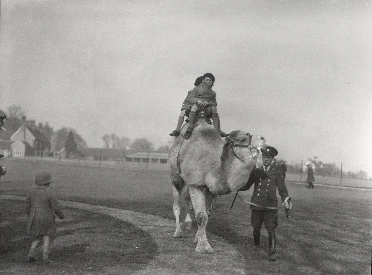 En arabisk kamel tar ett par barn på en tur vid ZSL Whipsnade, mars 1932. av Frederick William Bond