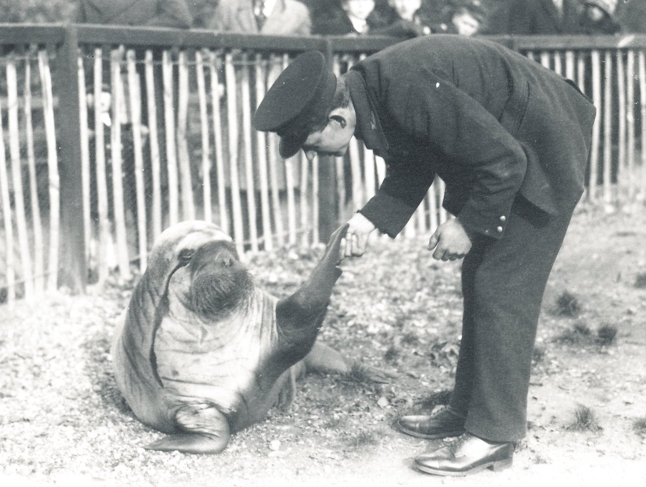 Valrossen Andy på ZSL London Zoo, 1925 av Frederick William Bond