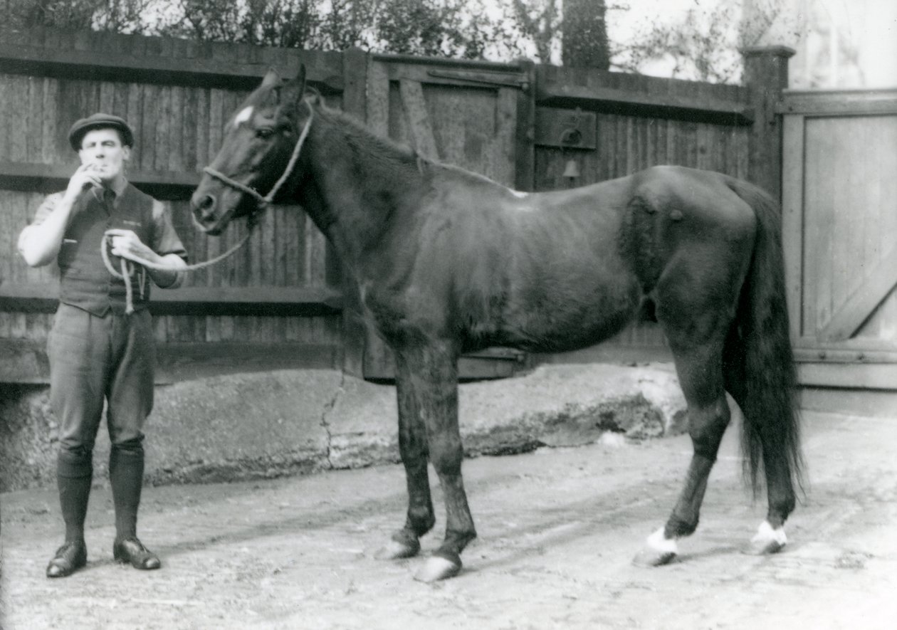 Arabhingsten Dwarka med Pony Moore, en hästbilschaufför, London Zoo, 1921 (svart foto) av Frederick William Bond