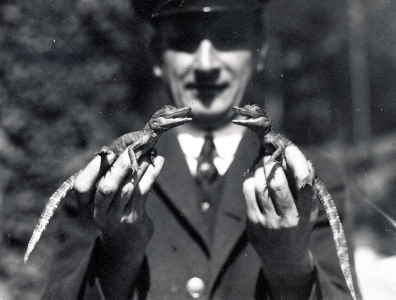 Babyalligatorer, 1919 av Frederick William Bond