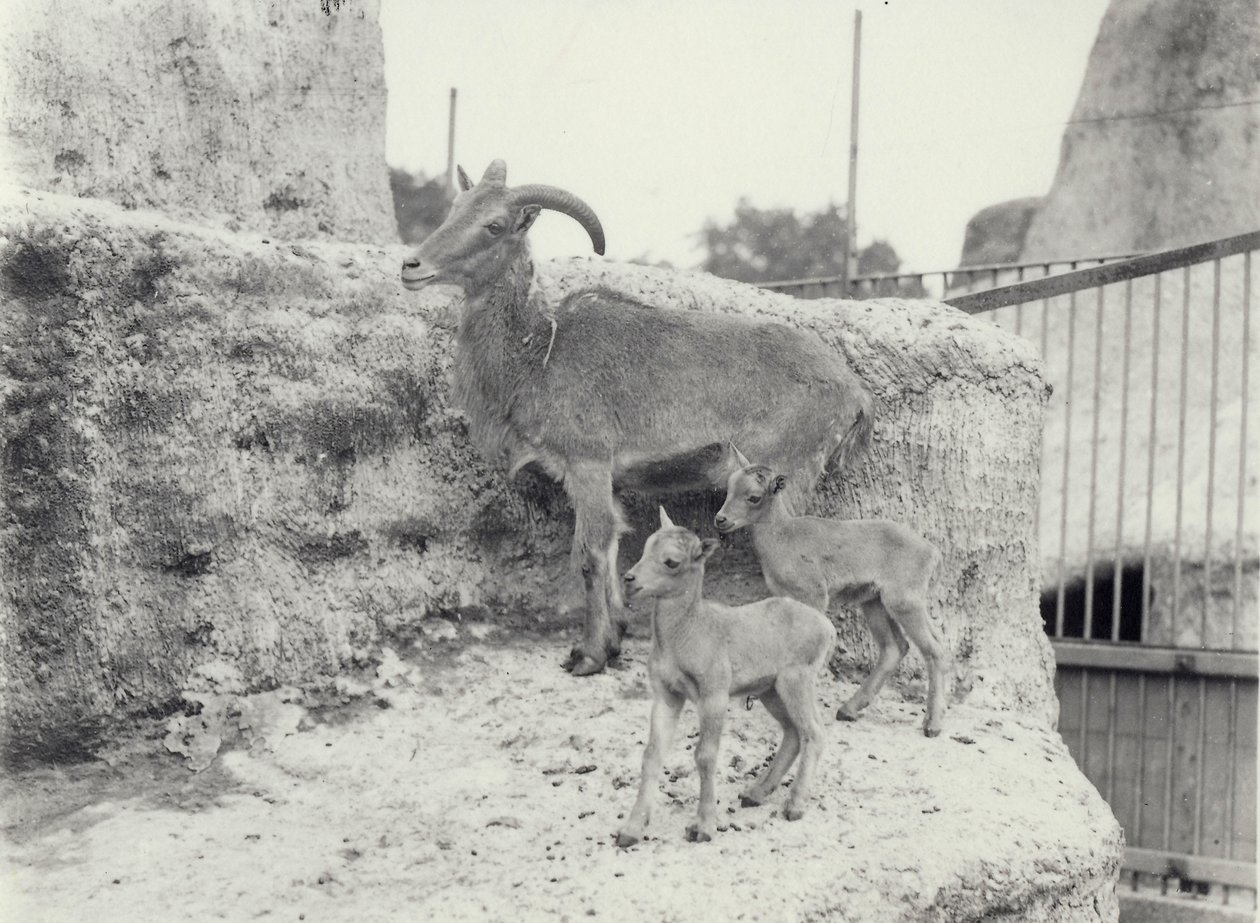 Barbaryfår med två ungar på Mappin Terraces, London Zoo, juni 1916. av Frederick William Bond