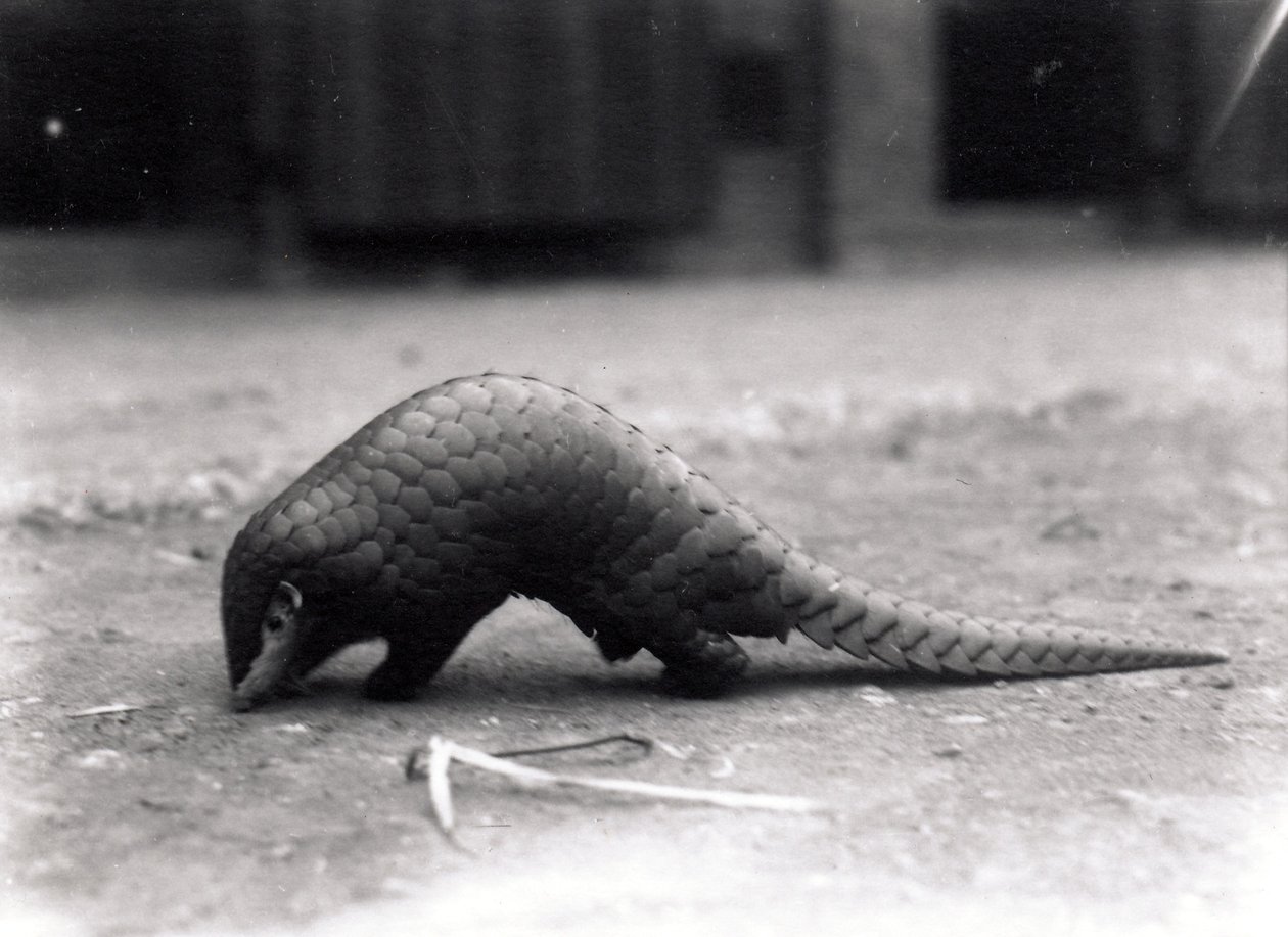 Kinesisk pangolin, juli 1925 av Frederick William Bond