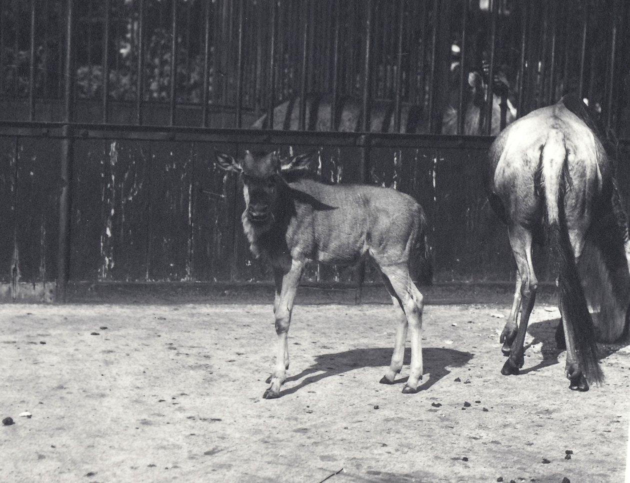 Gnu eller gnu och unge i London Zoo, augusti 1917 av Frederick William Bond