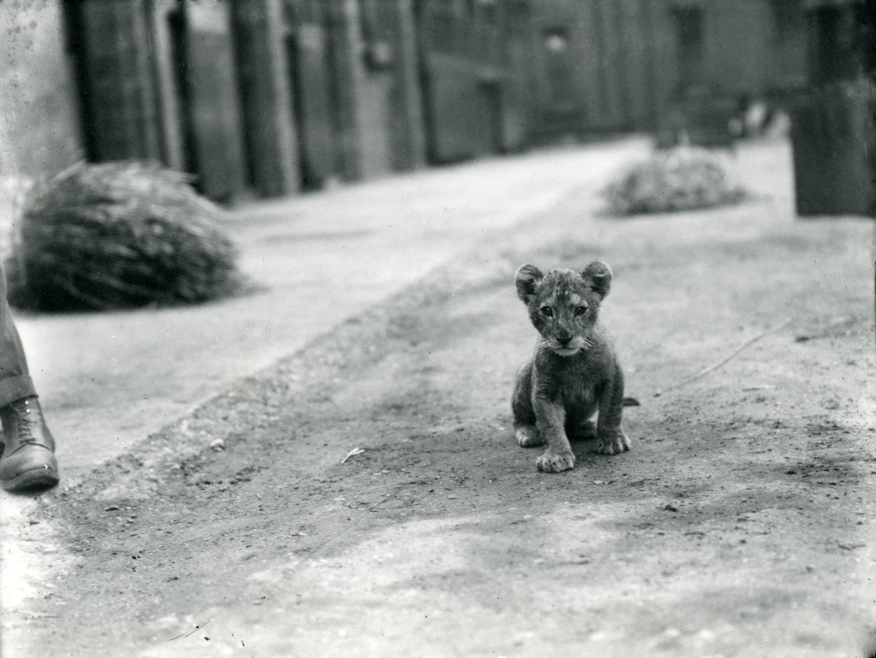 Lejonunge på London Zoo, 1912 av Frederick William Bond