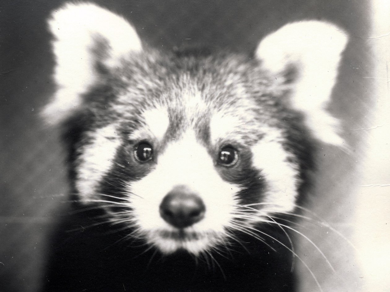 Red Panda, 1913 av Frederick William Bond