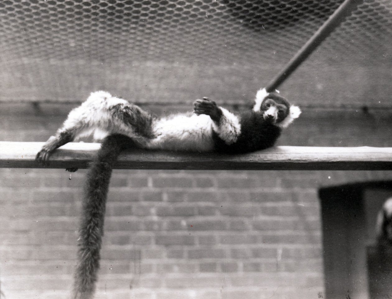 Ruffad lemur av Frederick William Bond
