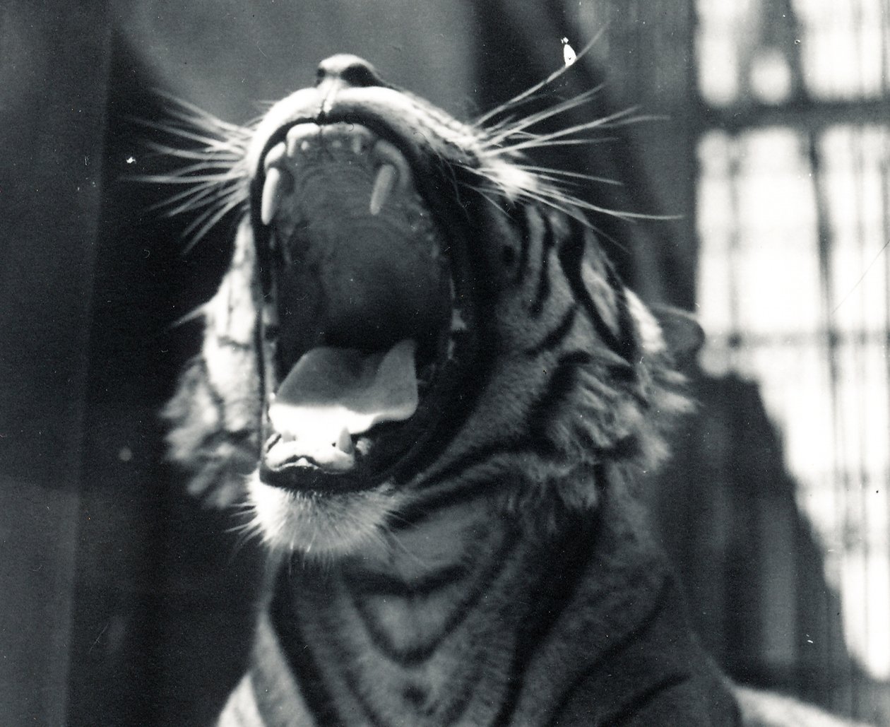 Tigern Sam gäspar, juli 1924 av Frederick William Bond