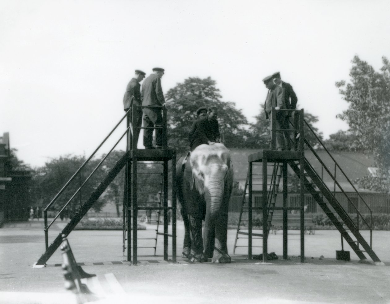 Syed Ali tränar Indiarani, medan övrig personal och djurskötare tittar på, London Zoo, juni 1922 (svart foto). av Frederick William Bond